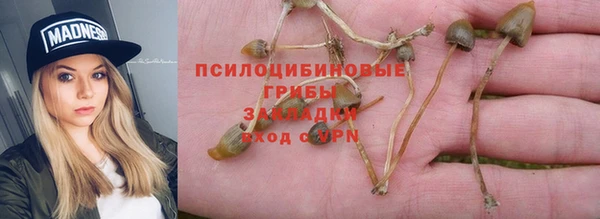 индика Аркадак